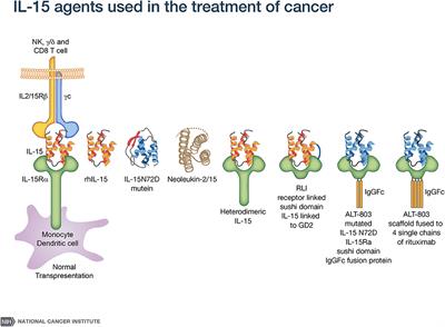 IL-15 in the Combination Immunotherapy of Cancer